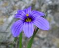 2008-0613_Blue_Flower_1440_16,2_C
